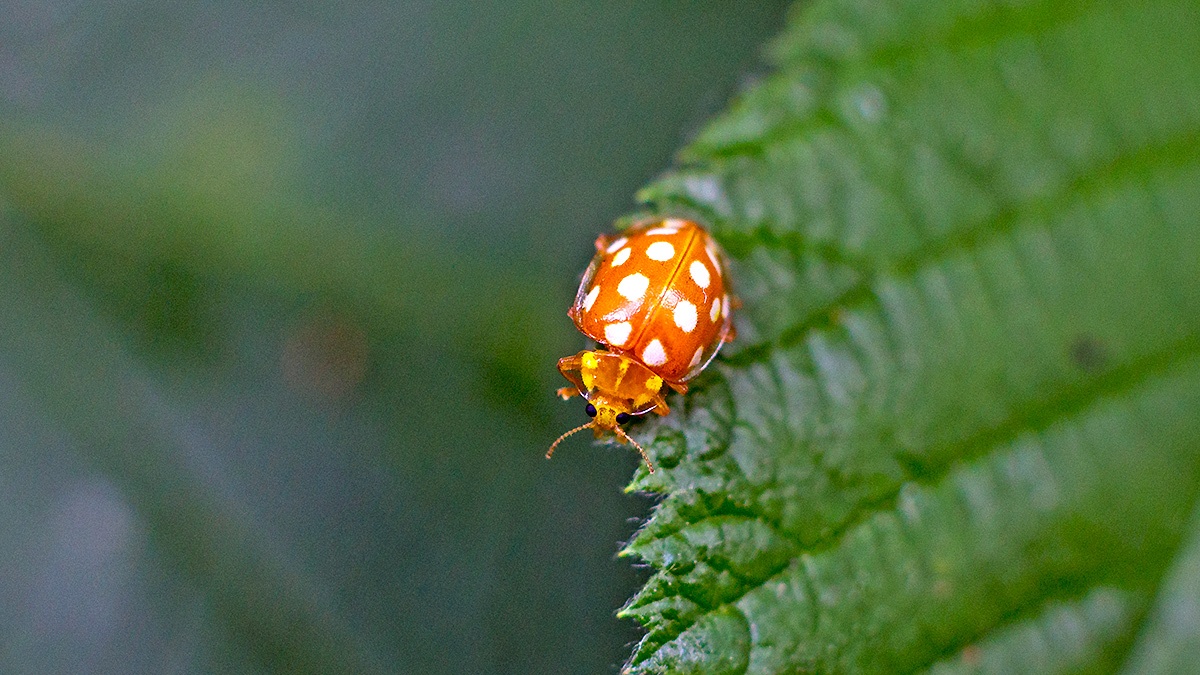 Orange Ladybird [Halyzia sedecimguttata]