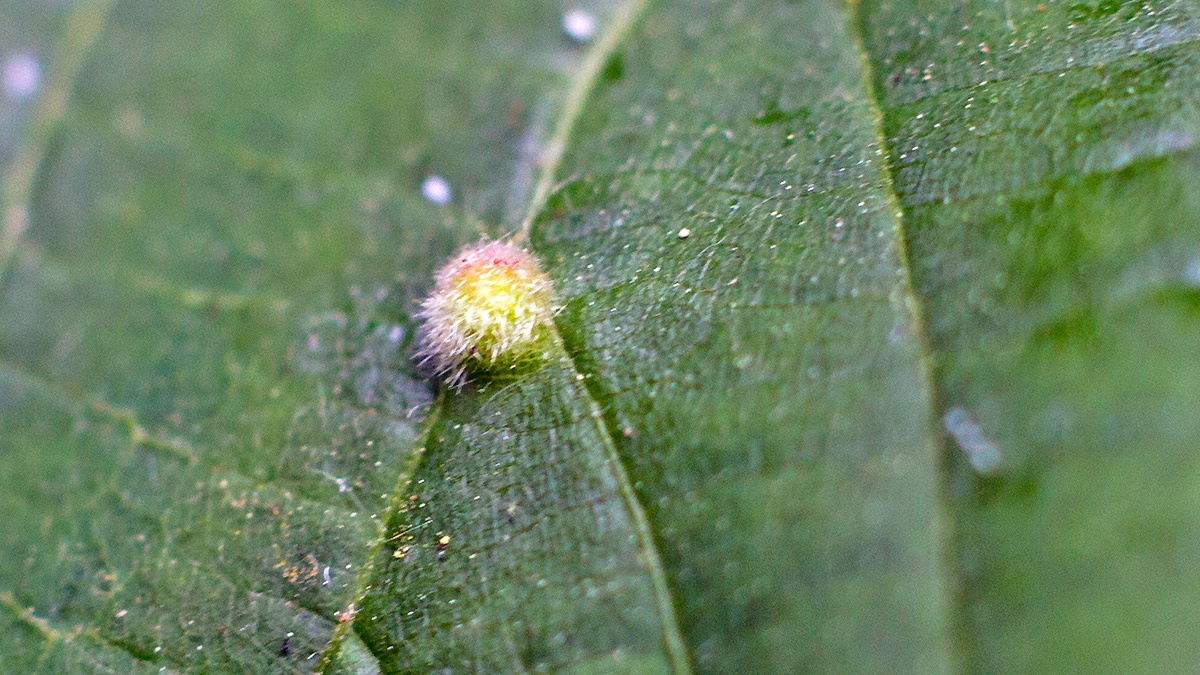 Lime Gall Mite [Eriophyes exilis]
