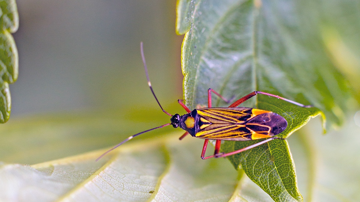 Fine-streaked Bugkin [Miris striatus]