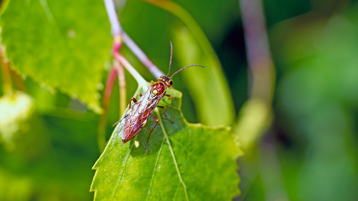 Common Tenthredopsis [Tenthredopsis nassata]