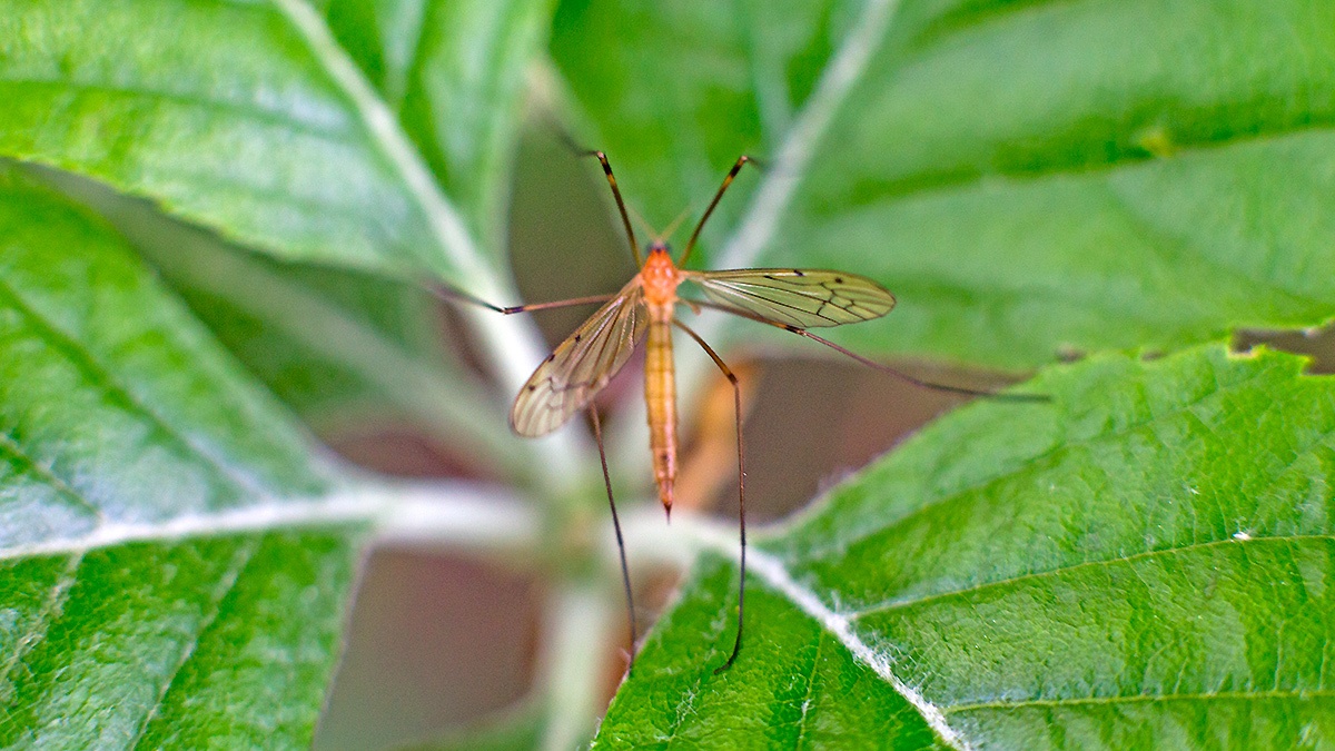 limonid cranefly [Limonia phragmitidis]