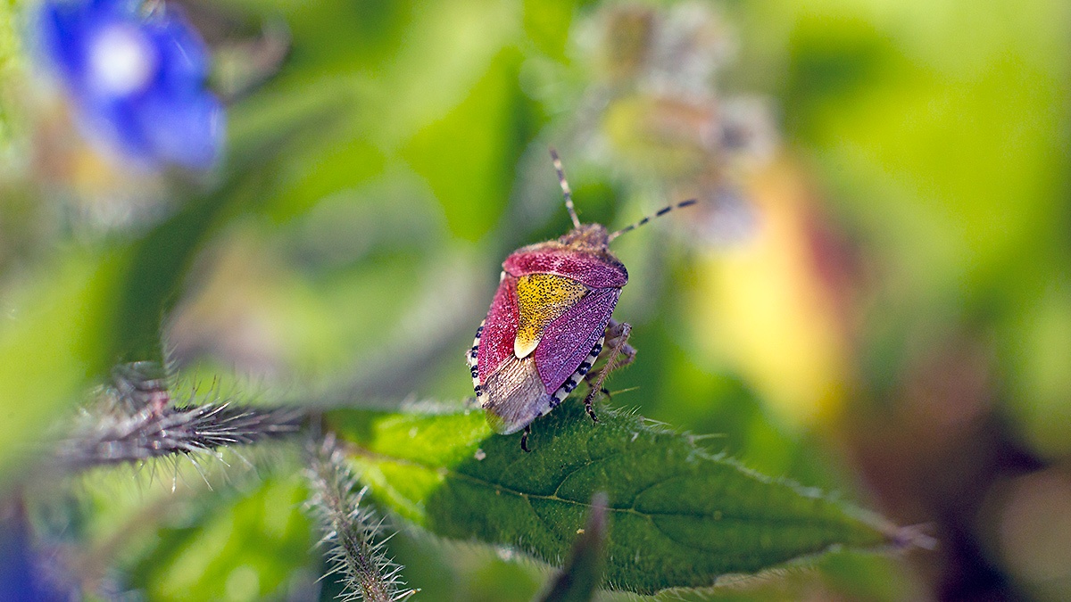 Hairy Shieldbug [Dolycoris baccarum]