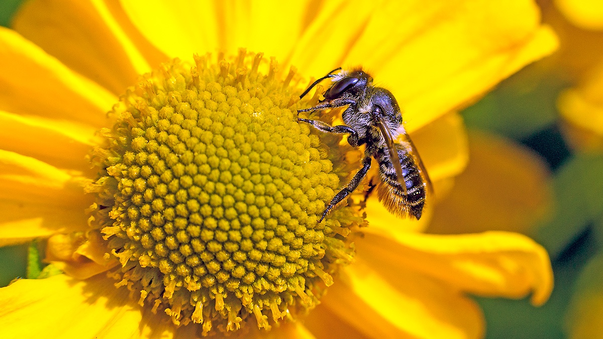 Patchwork Leafcutter Bee [Megachile centuncularis]
