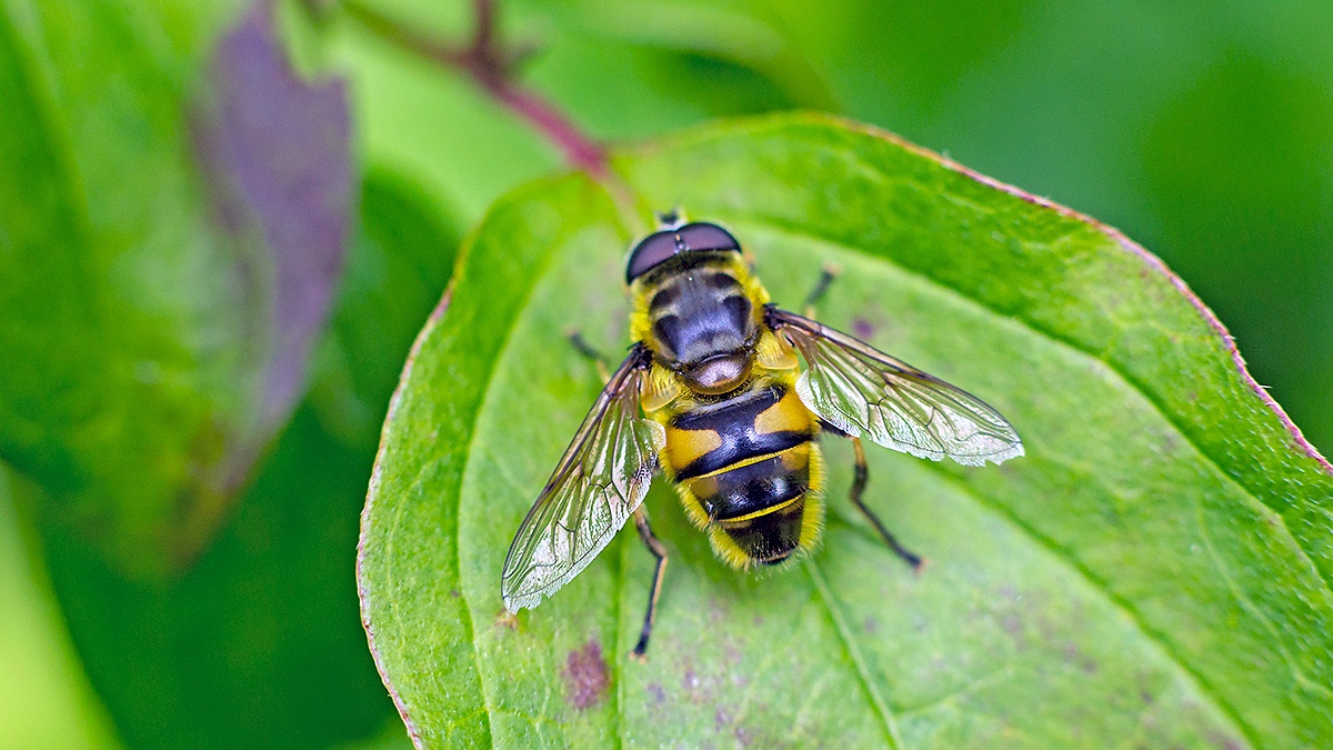 Death's Head Fly (or Batman Hoverfly) [Myathropa florea]