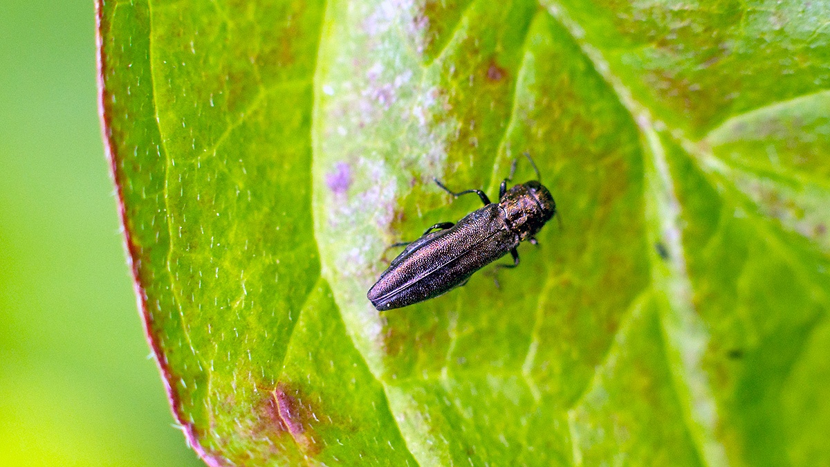 Oak Borer [Agrilus angustulus]