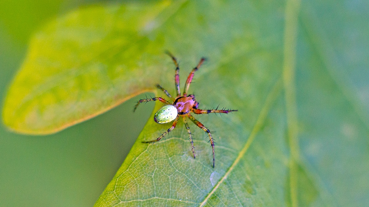 Cucumber Green Spider [Araniella cucurbitina]