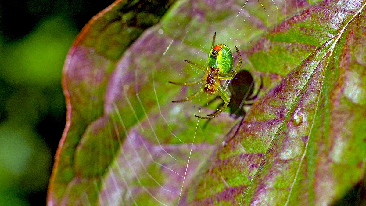 Cucumber Green Spider [Araniella cucurbitina]