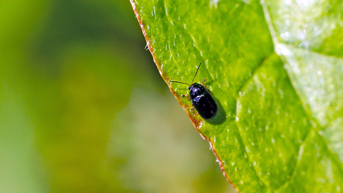 Common Black Pot Beetle [Cryptocephalus labiatus]