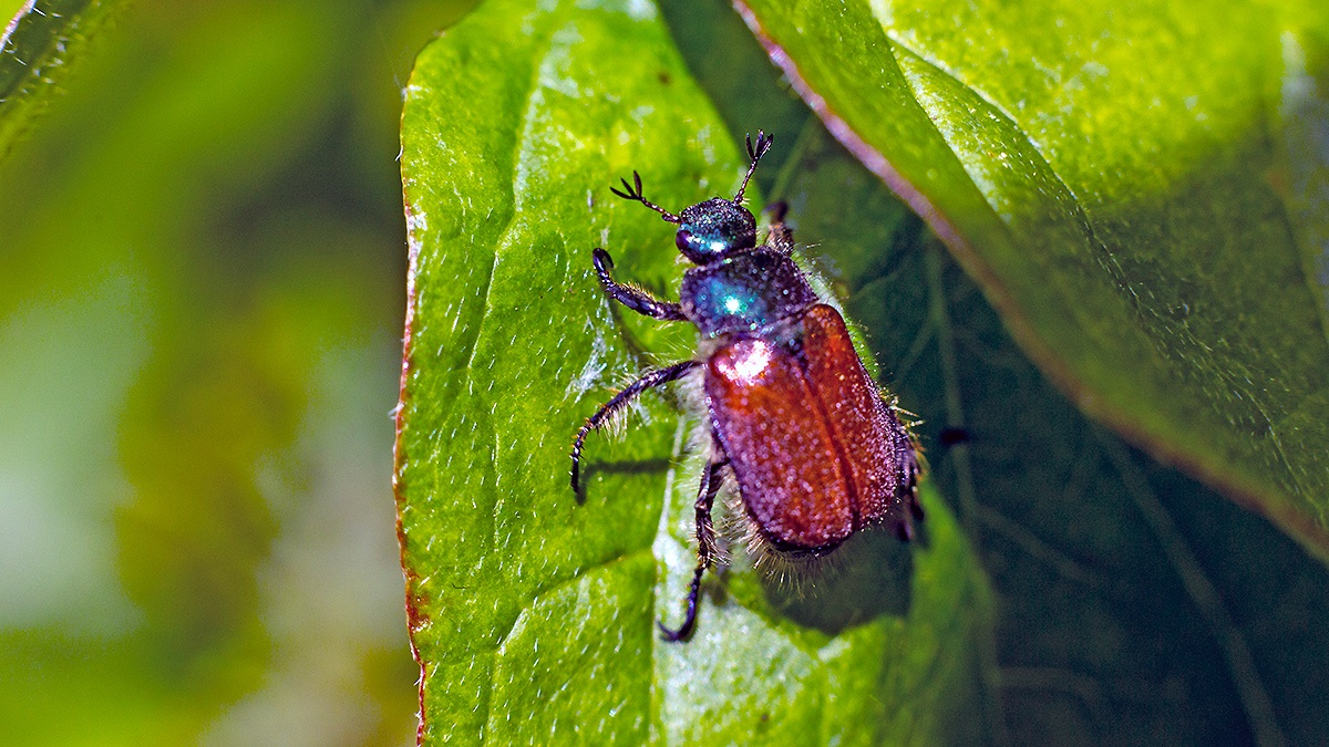 Garden Chafer [Phyllopertha horticola]