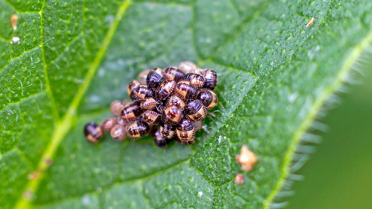 Hairy Shieldbug [Dolycoris baccarum]