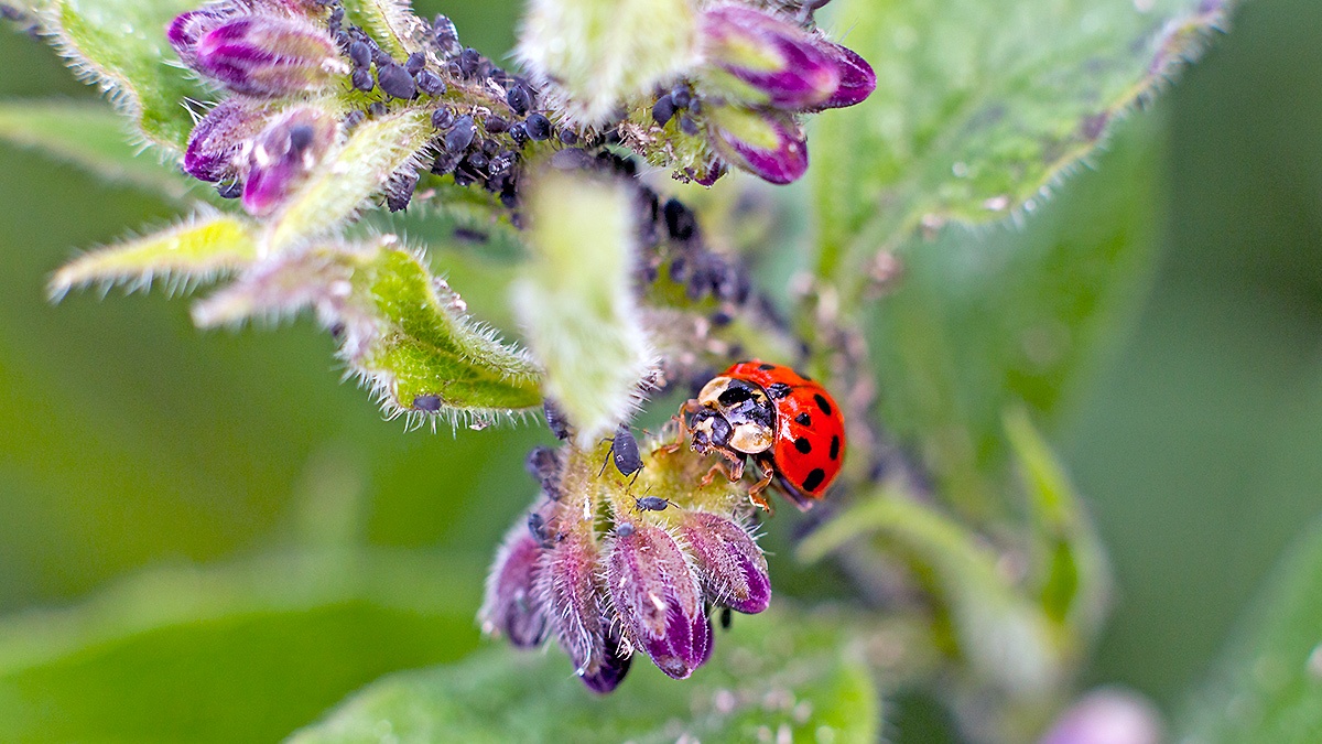 Harlequin Ladybird [Harmonia axyridis]