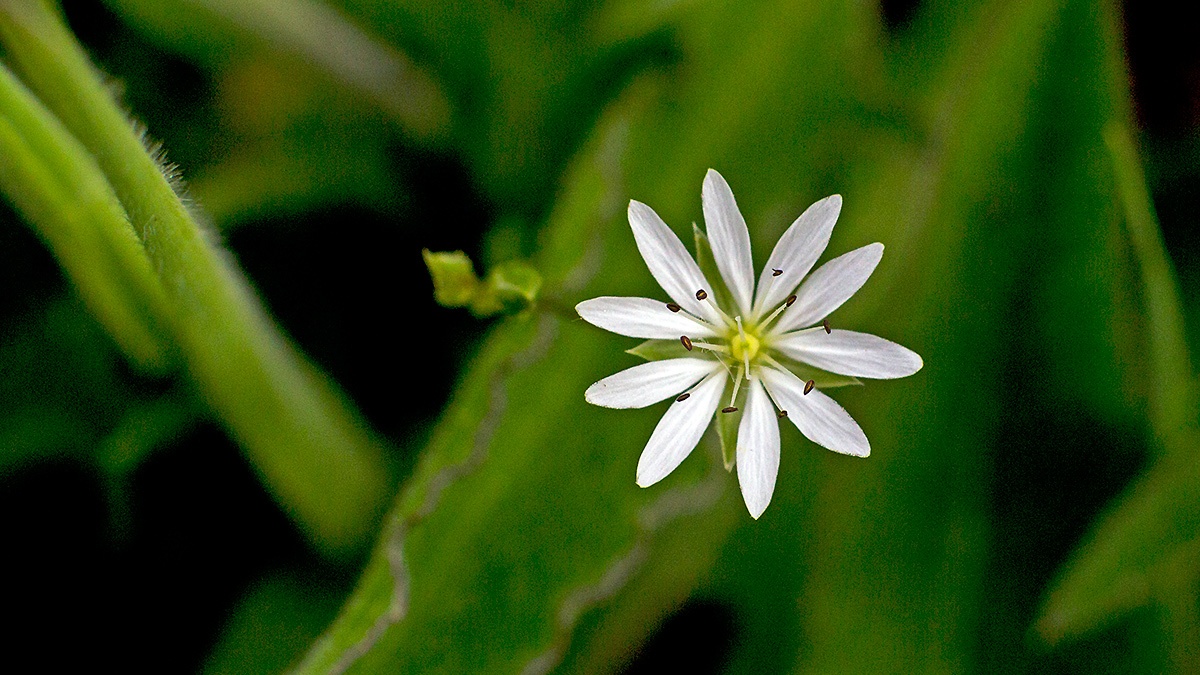 Lesser Stitchwort [Stellaria graminea]
