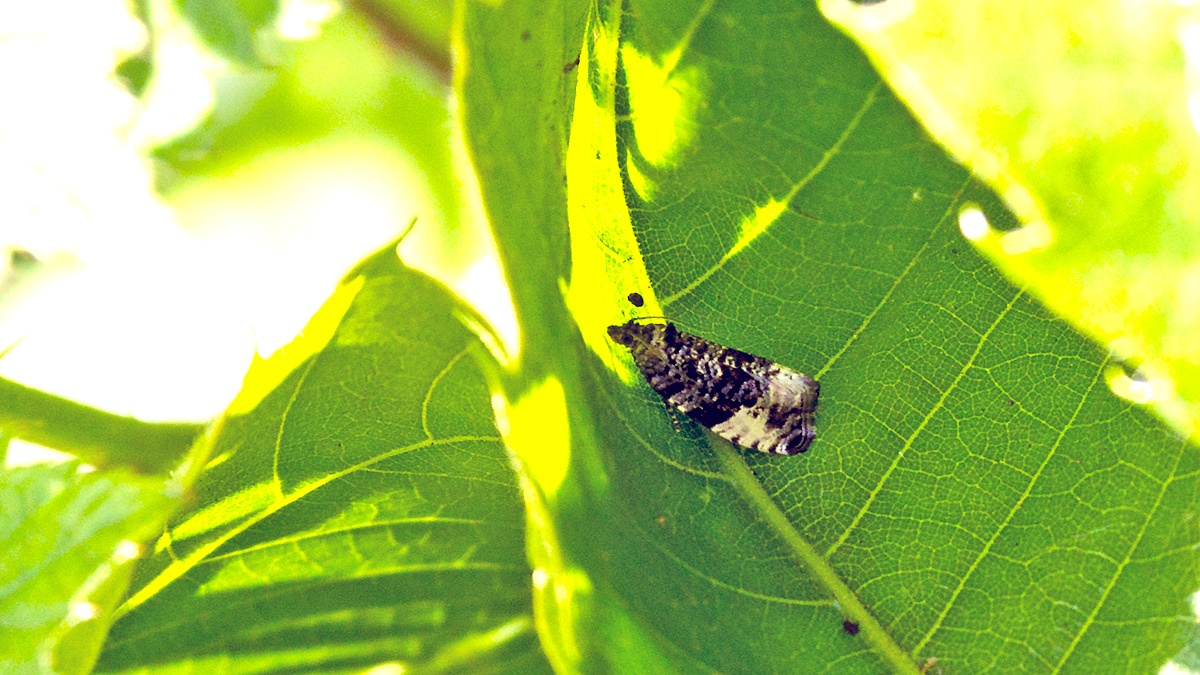Plum Tortrix [Hedya pruniana?]