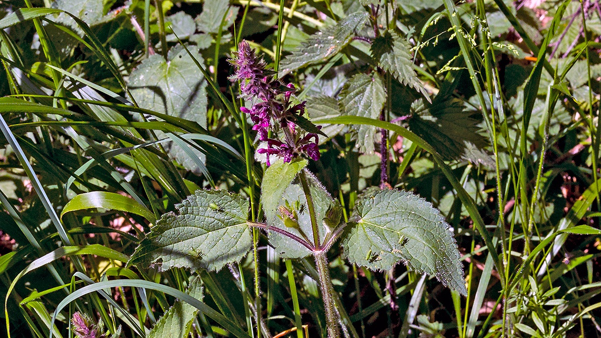 Hedge Woundwort [Stachys sylvatica]