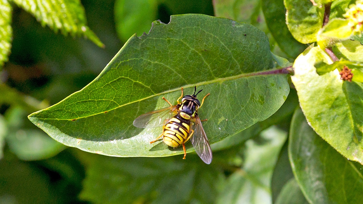 Large Spearhorn [Chrysotoxum cautum]