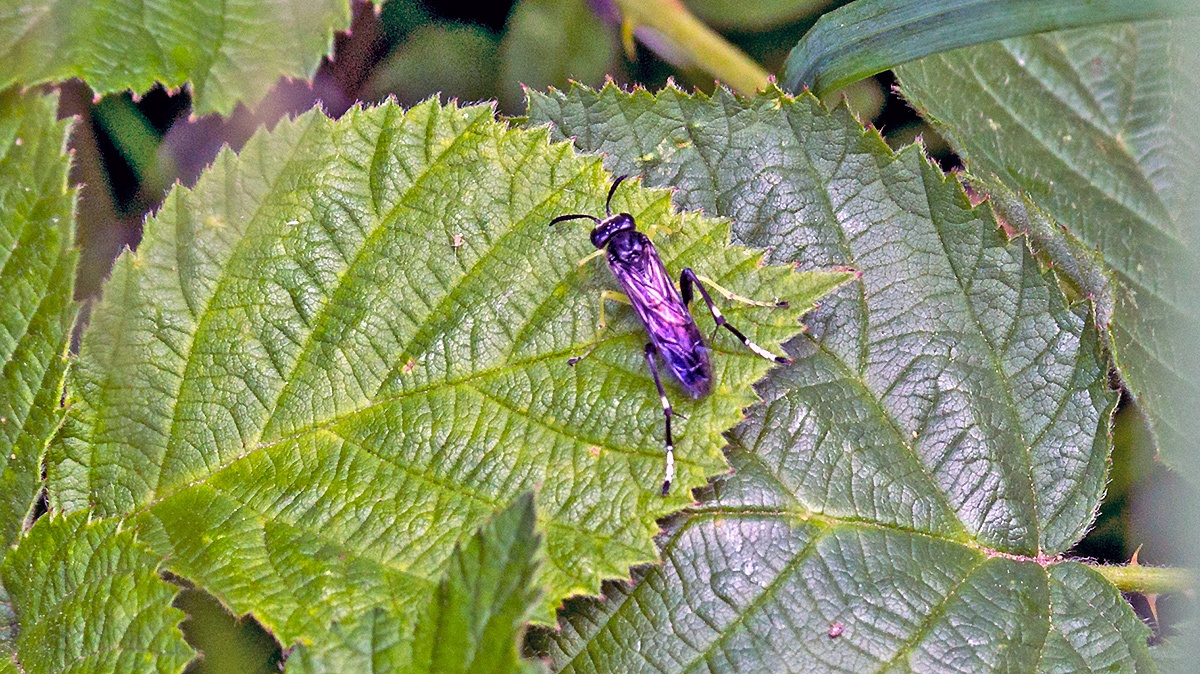 Dimorphic Strider [Macrophya montana]