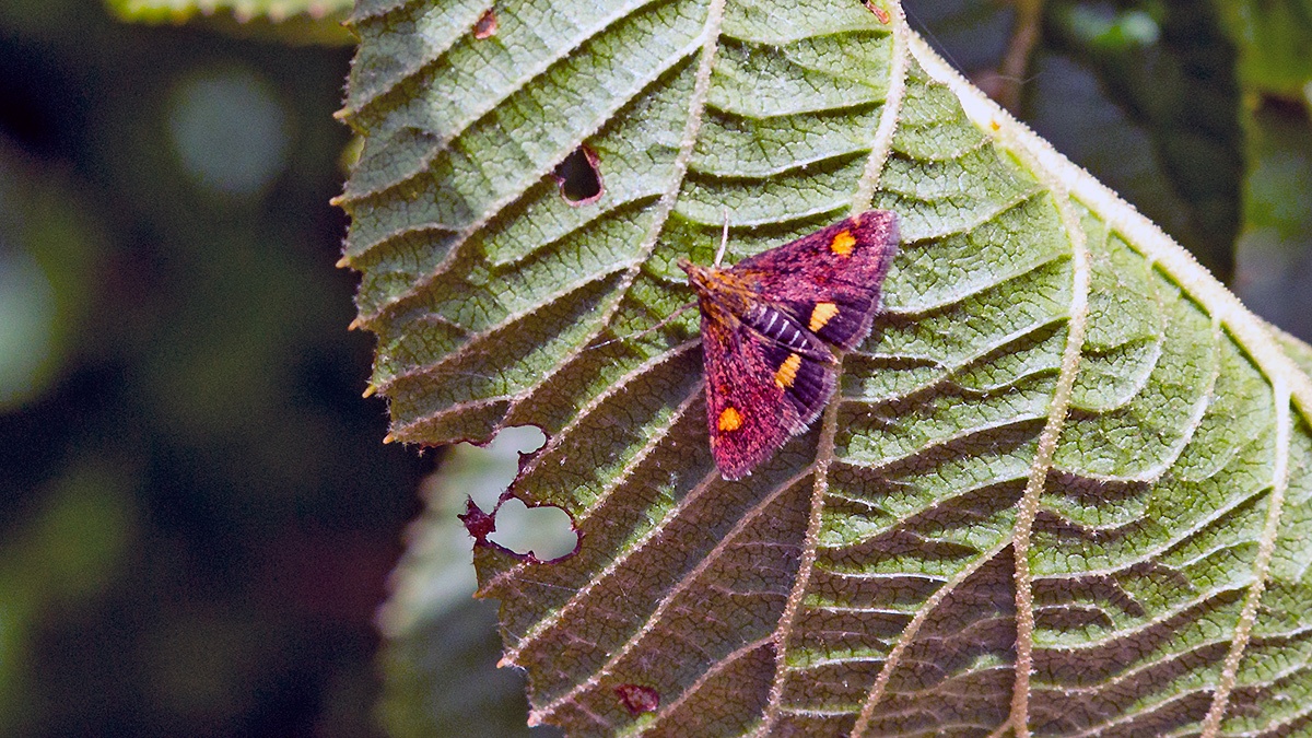 Mint Moth [Pyrausta aurata]