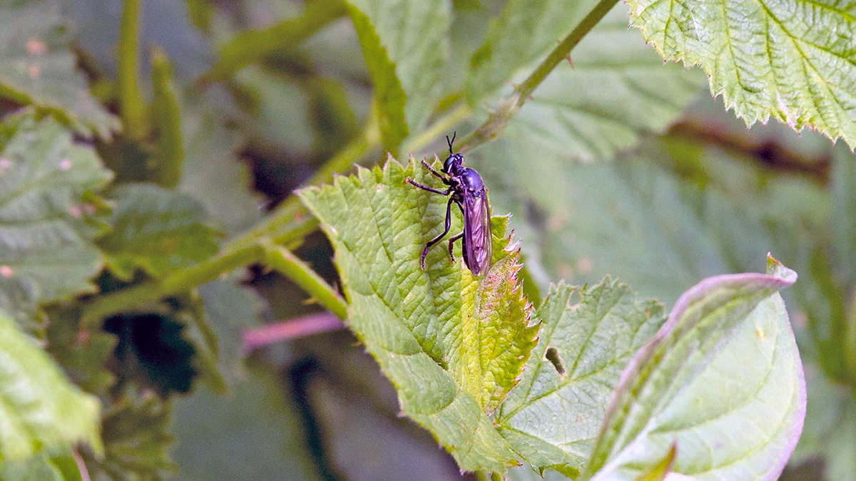 Violet Black-legged Robberfly [Dioctria atricapilla]