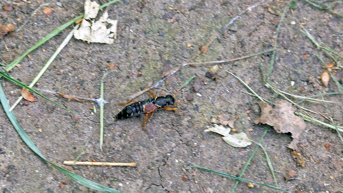 rove beetle [Staphylinus dimidiaticornis]