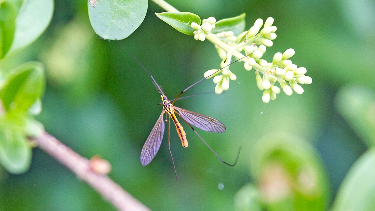 Tiger Cranefly [Nephrotoma flavescens]