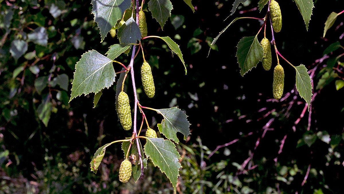 Silver Birch [Betula pendula]