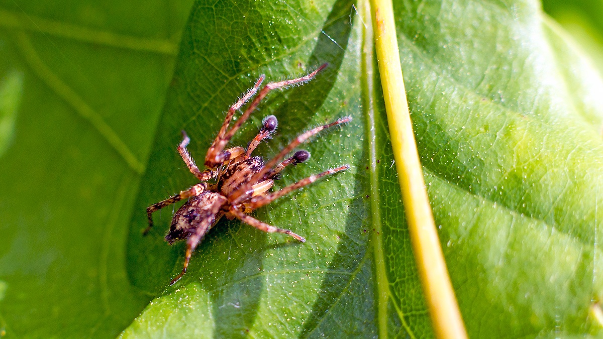 Buzzing Spider [Anyphaena accentuata?]