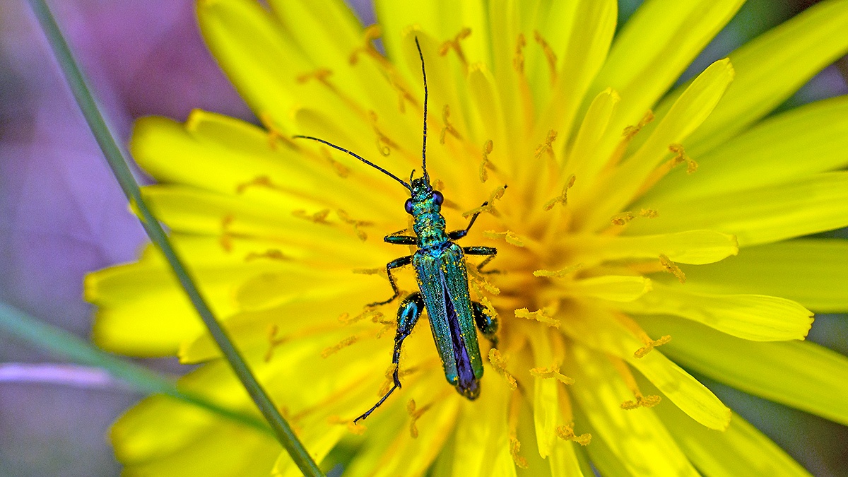 Swollen-thighed Beetle [Oedemera nobilis]