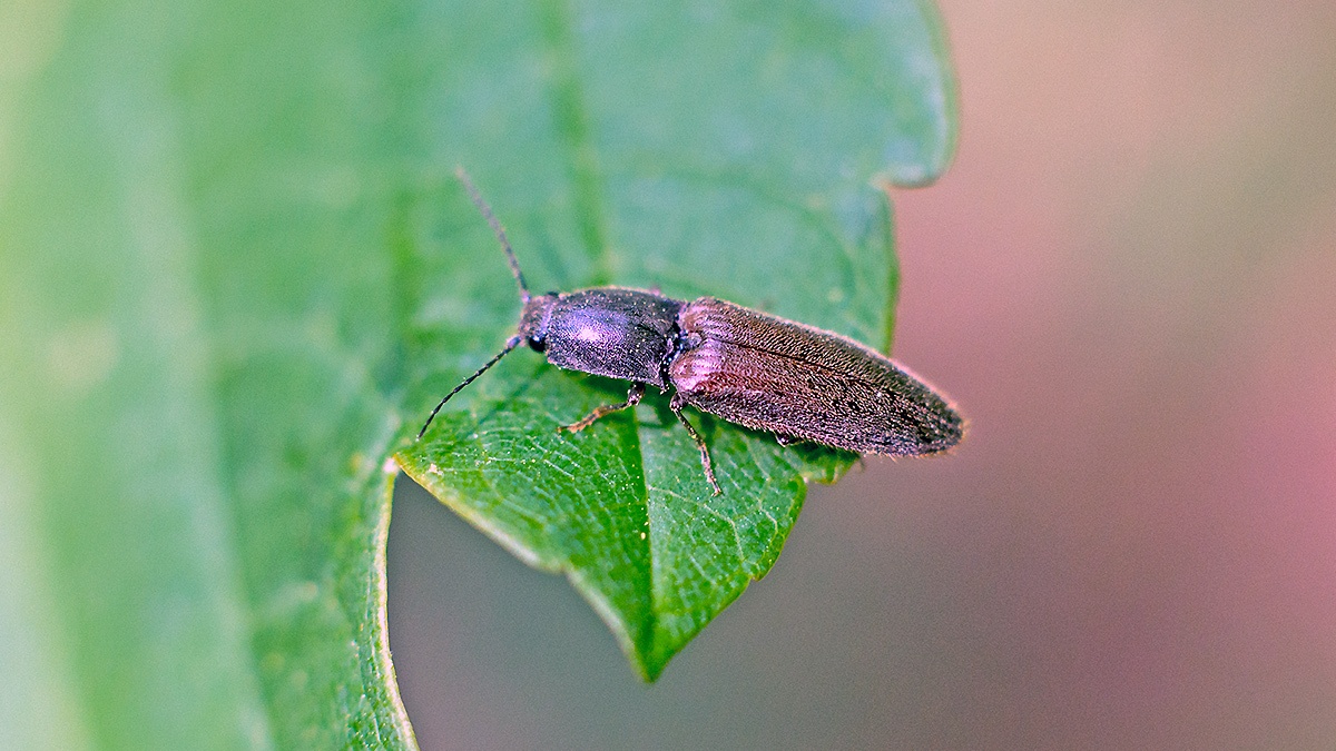 Common Brown Click Beetle [Athous haemorrhoidalis]