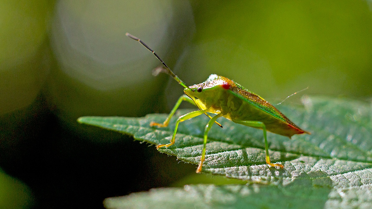 Hawthorn Shield Bug [Acanthosoma haemorrhoidale]
