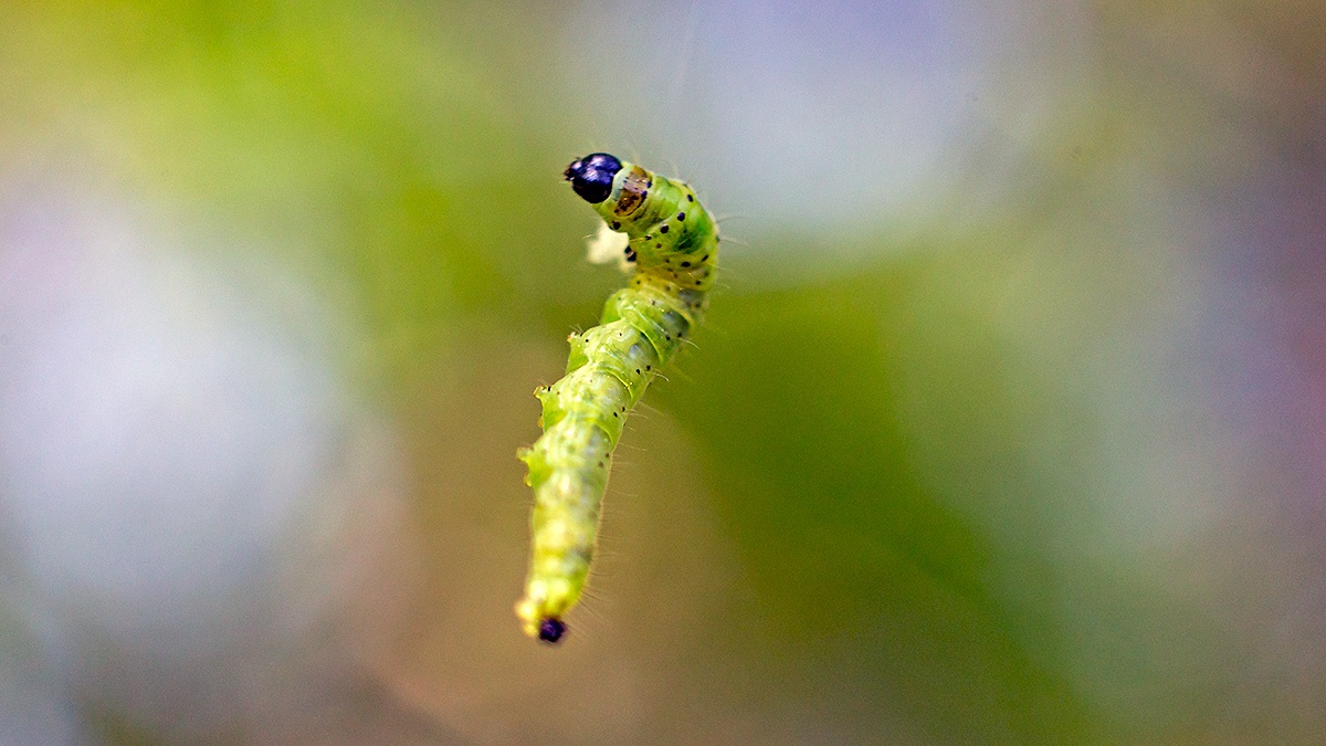 Green Oak Tortix [Tortrix viridana]