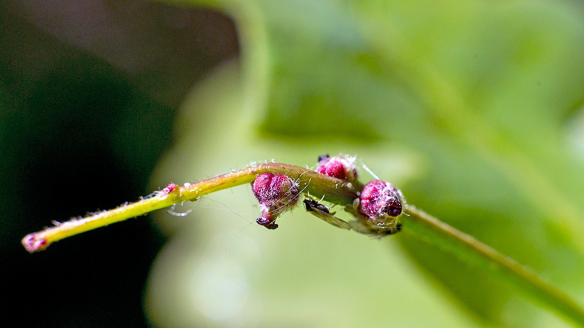 Common Oak Thelaxid [Thelaxes dryophila]
