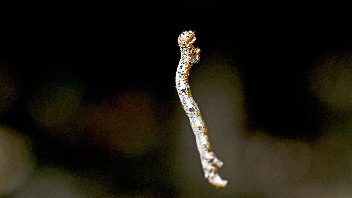 geometer moth caterpillar