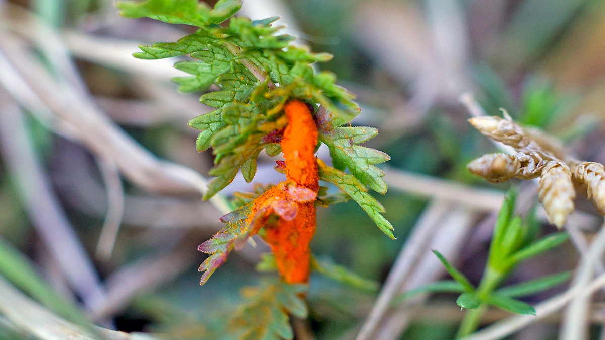 Burnet Rust [Phragmidium sanguisorbae]