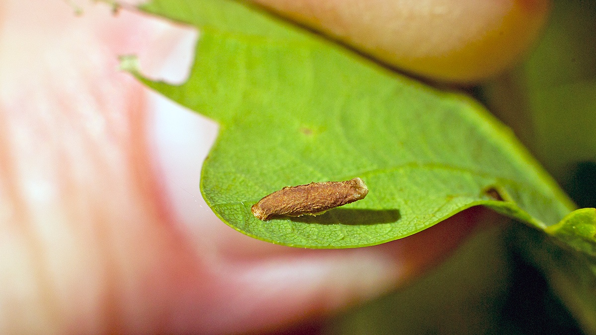 Yellow Oak Case-bearer [Coleophora flavipennella?]