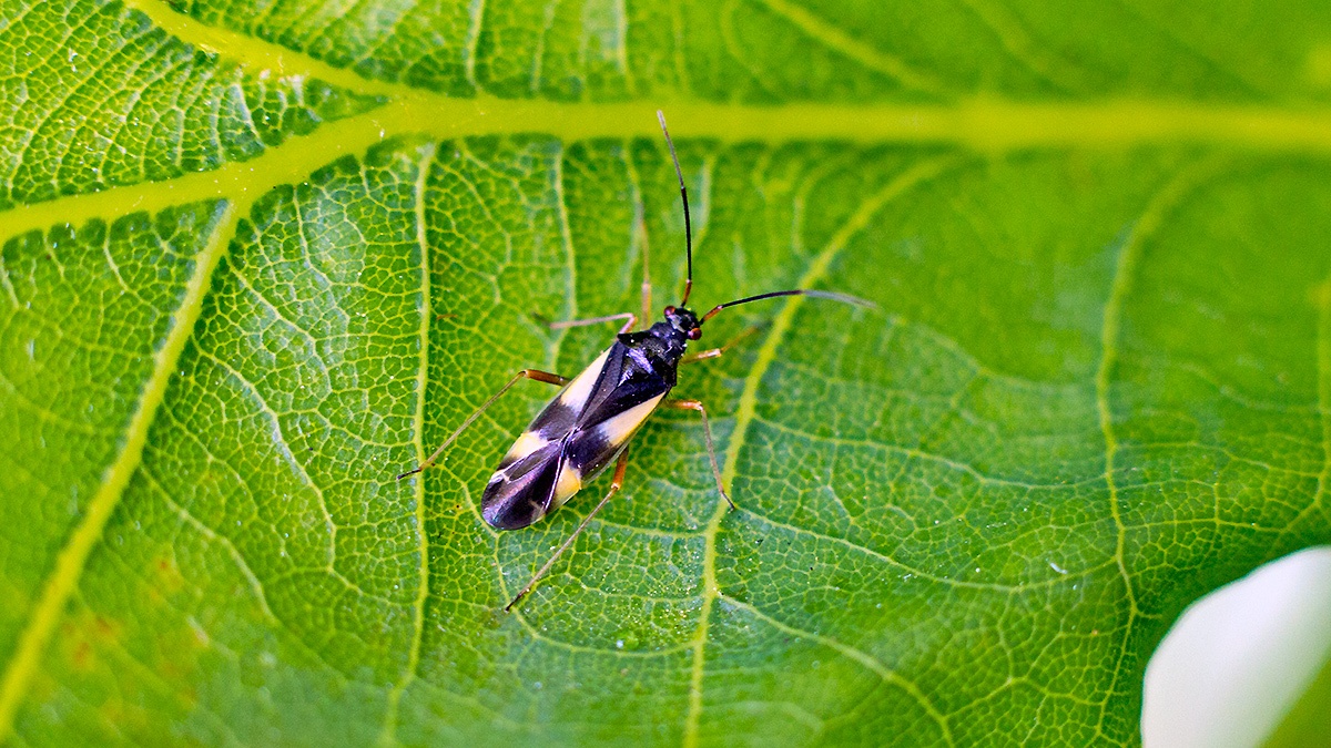 Four-spotted Oak Bug [Dryophilocoris flavoquadrimaculatus]