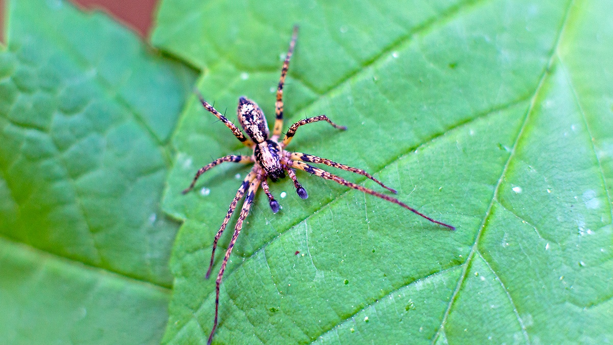 Buzzing Spider [Anyphaena accentuata?]