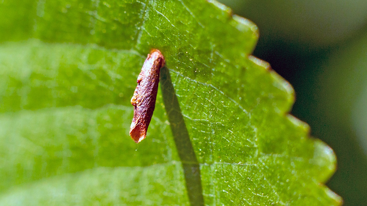 Blackthorn Case-bearer [Coleophora coracipennella?]