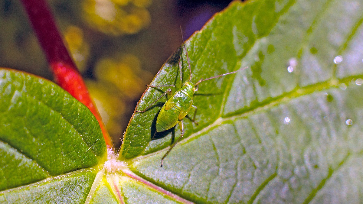 Lucerne Bug [Adelphocoris lineolatus]