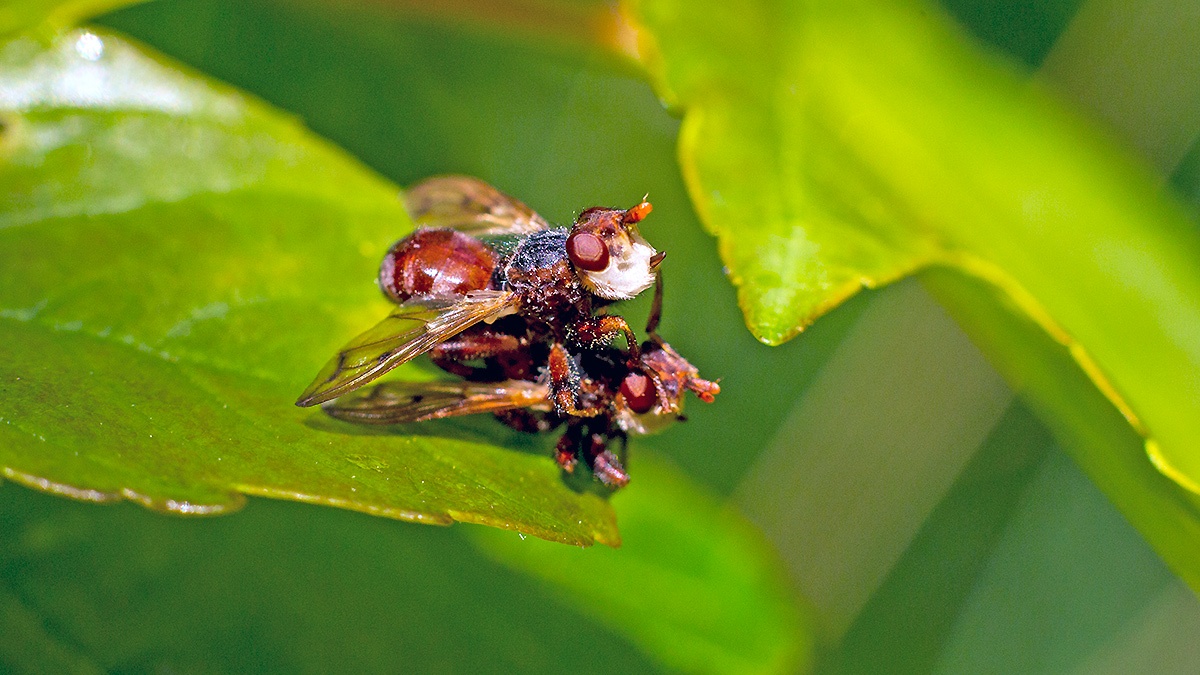 Plain-winged Spring Beegrabber [Myopa testacea]
