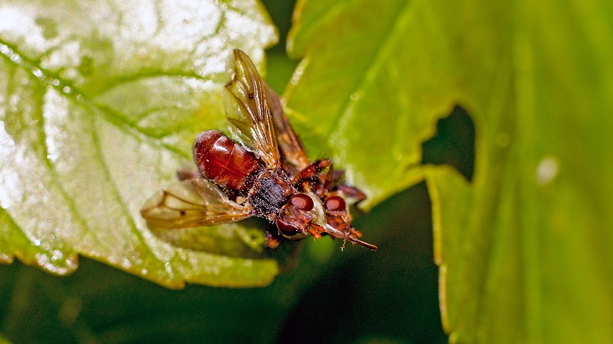 Plain-winged Spring Beegrabber [Myopa testacea]
