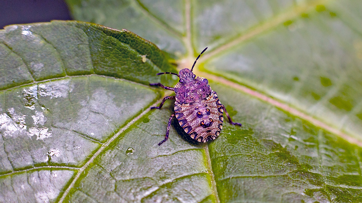 Forest Bug [Pentatoma rufipes]