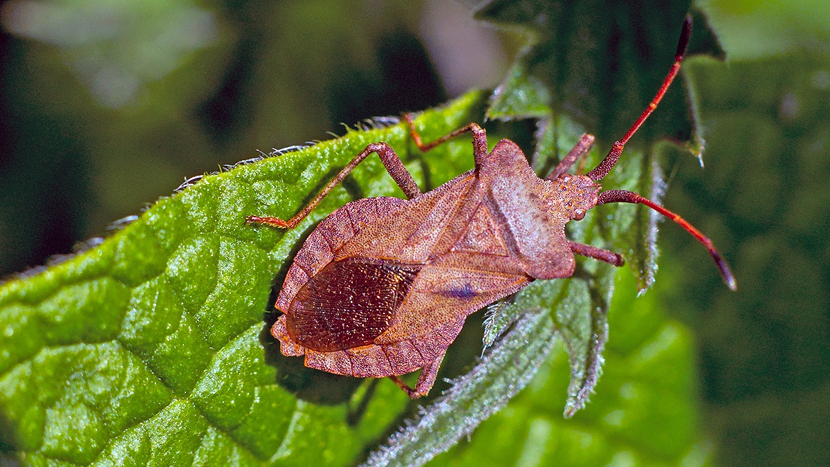 Dock Bug [Coreus marginatus]