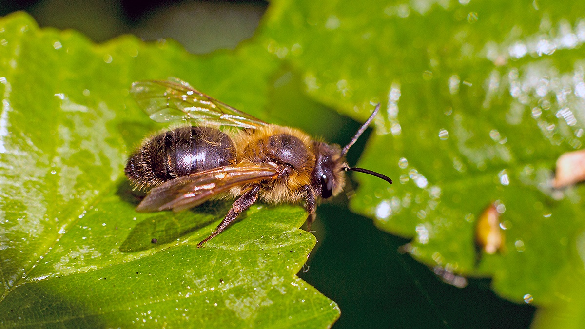 Chocolate Mining Bee [Andrena scotica]
