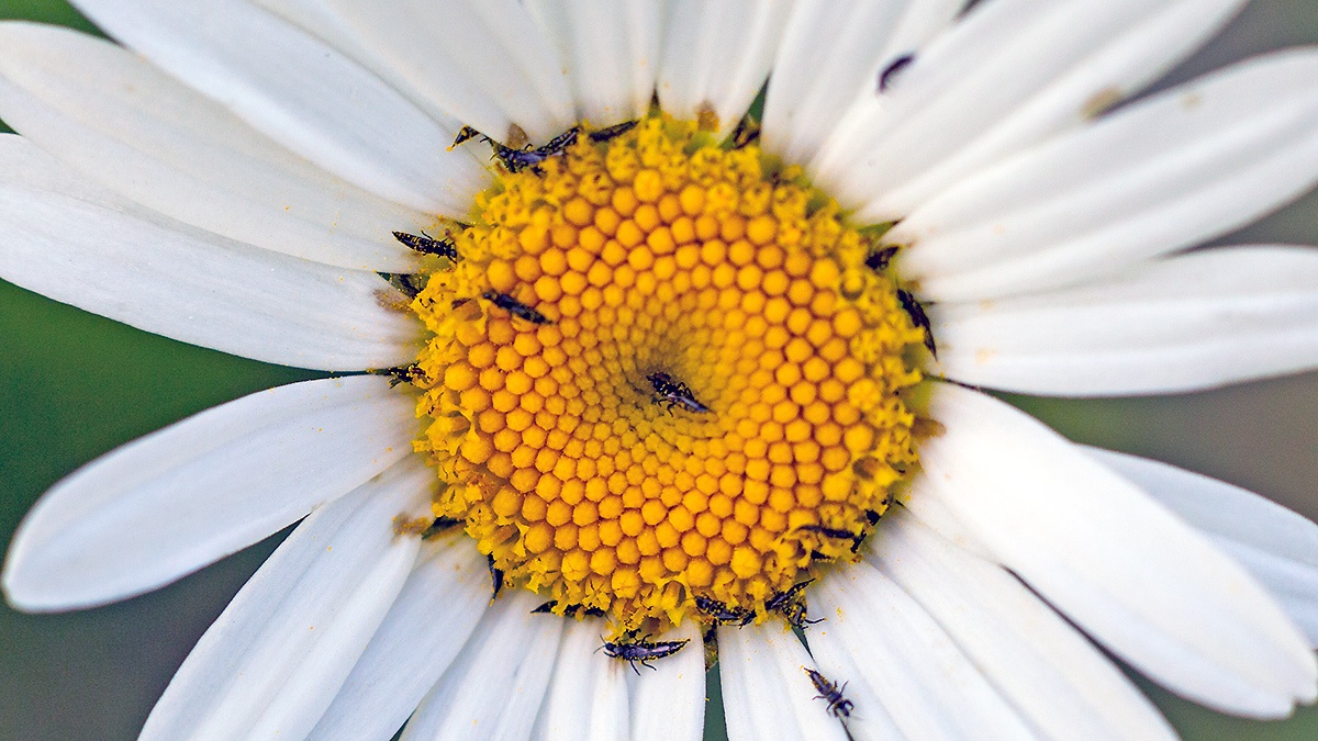 thrips [Haplothrips leucanthemi?]