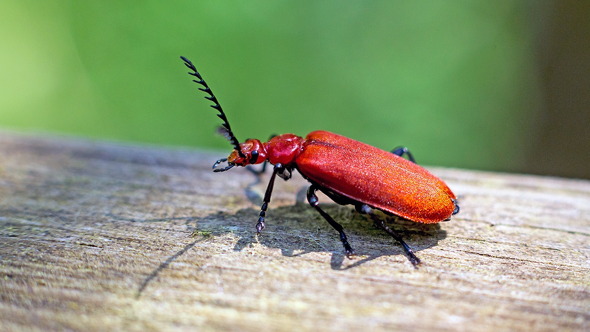 Red-headed Cardinal Beetle [Pyrochroa coccinea]
