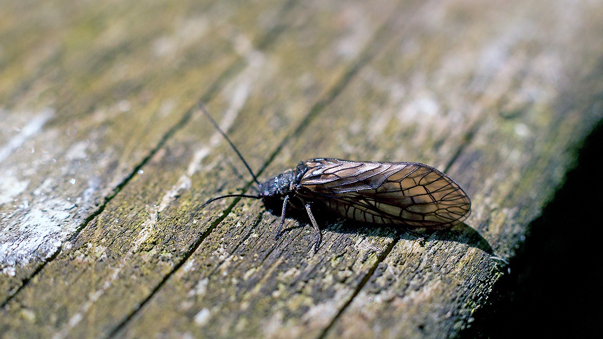 Alderfly [Sialis lutaria]
