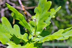 English Oak [Quercus robur]