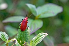 Red-headed Cardinal Beetle [Pyrochroa serraticornis]