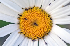 thrips [Haplothrips leucanthemi?]