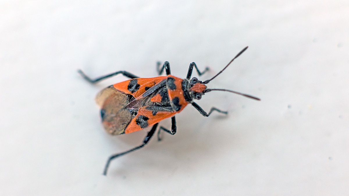 Cinnamon Bug [Corizus hyoscyami]